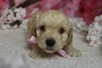 Theodore, a male Poodle - Toy  for sale in Trenton, MO – 4 of 9