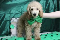 Bucky, a male Poodle - Toy  for sale in Trenton, MO – Photo 4 of 7