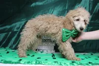 Bucky, a male Poodle - Toy  for sale in Trenton, MO – Photo 6 of 7