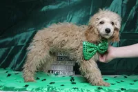 Bucky, a male Poodle - Toy  for sale in Trenton, MO – Photo 7 of 7