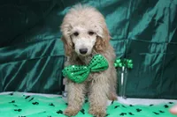 Bucky, a male Poodle - Toy  for sale in Trenton, MO – Photo 1 of 7