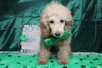 Bucky, a male Poodle - Toy  for sale in Trenton, MO – Photo 2 of 7