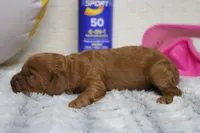 Natalie, a female Cockapoo for sale in Trenton, MO – 6 of 10