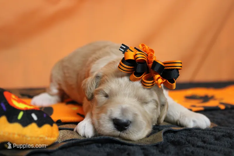 Cocoa  – Goldendoodle puppy for sale in Trenton, MO