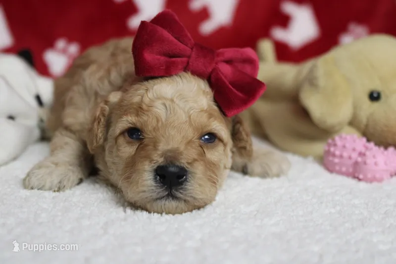 Brittany – Cavapoo puppy for sale in Trenton, MO