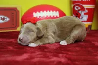 Firefly , a female Goldendoodle for sale in Trenton, MO – 5 of 8
