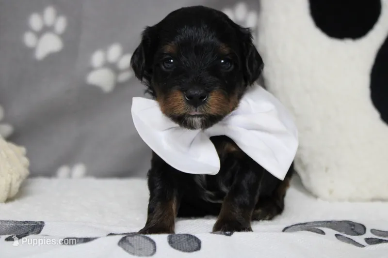 Tramp  – Yorkipoo puppy for sale in Trenton, MO