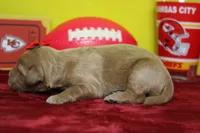 Star , a female Goldendoodle for sale in Trenton, MO – 4 of 8