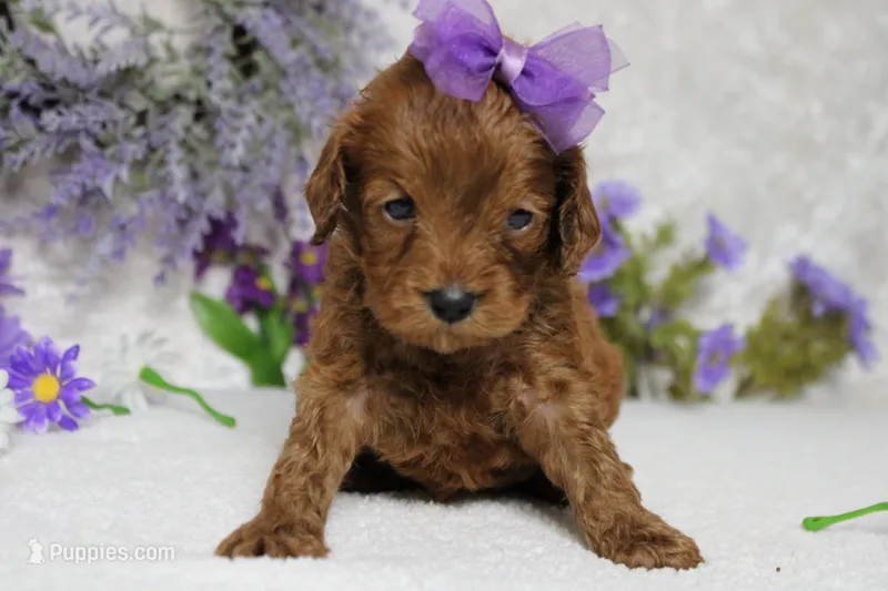 Natalie – Cockapoo puppy for sale in Trenton, MO
