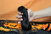 Chocolate , a female Cavalier King Charles Spaniel for sale in Trenton, MO – 7 of 8