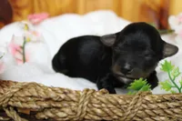 Tramp , a male Yorkipoo for sale in Trenton, MO – 6 of 9