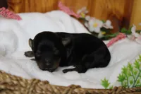 Pedro, a male Yorkipoo for sale in Trenton, MO – 3 of 10