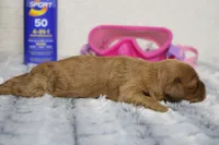 Katie, a female Cockapoo for sale in Trenton, MO – 7 of 8