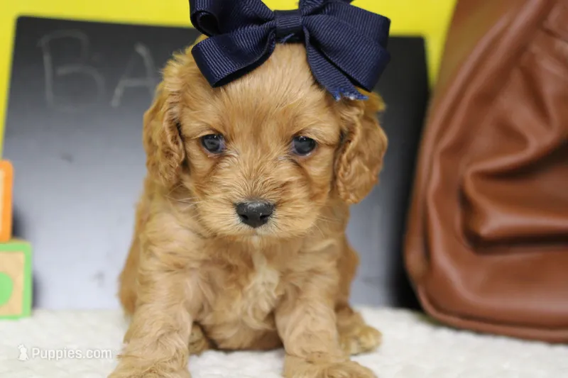 Carrie – Cockapoo puppy for sale in Trenton, MO