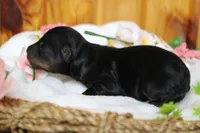 Tramp , a male Yorkipoo for sale in Trenton, MO – 5 of 9