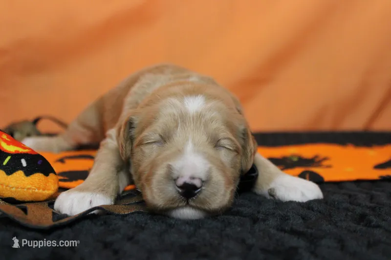 S'mores  – Goldendoodle puppy for sale in Trenton, MO
