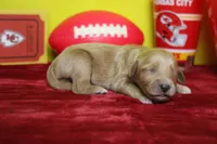 Sparky , a male Goldendoodle for sale in Trenton, MO – 5 of 8