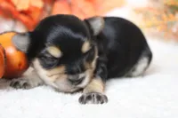 Hansel , a male Morkie for sale in Trenton, MO – 4 of 10