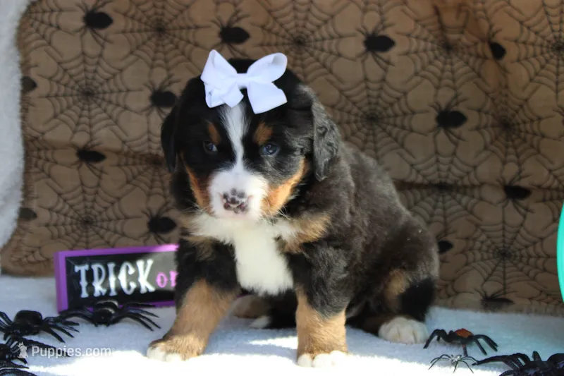 Cagney  – Bernese Mountain Dog puppy for sale in Trenton, MO