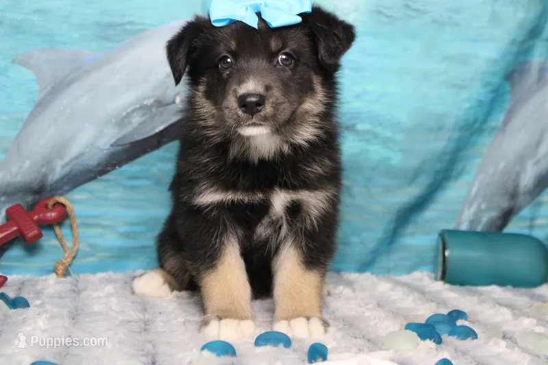Violet  – Siberian Husky, Miniature Aussiedoodle puppy for sale in Trenton, MO