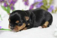 Penny , a female Yorkshire Terrier for sale in Trenton, MO – 6 of 10