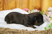 Lady , a female Yorkipoo for sale in Trenton, MO – 5 of 10