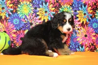 Heim , a male Bernese Mountain Dog for sale in Trenton, MO – 8 of 8