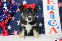 Dahlia , a male Siberian Husky and Miniature Aussiedoodle for sale in Trenton, MO – 4 of 7