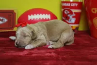 Cinder , a female Goldendoodle for sale in Trenton, MO – 3 of 9