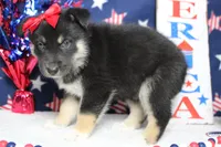 Magnolia , a male Siberian Husky and Miniature Aussiedoodle for sale in Trenton, MO – 4 of 6