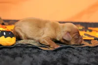 Strawberry , a female Cavalier King Charles Spaniel for sale in Trenton, MO – 5 of 8