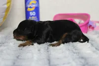 Logan, a female Cavapoo for sale in Trenton, MO – 3 of 5