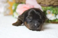 Lady , a female Yorkipoo for sale in Trenton, MO – 7 of 10