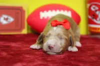 Firefly , a female Goldendoodle for sale in Trenton, MO – 2 of 8