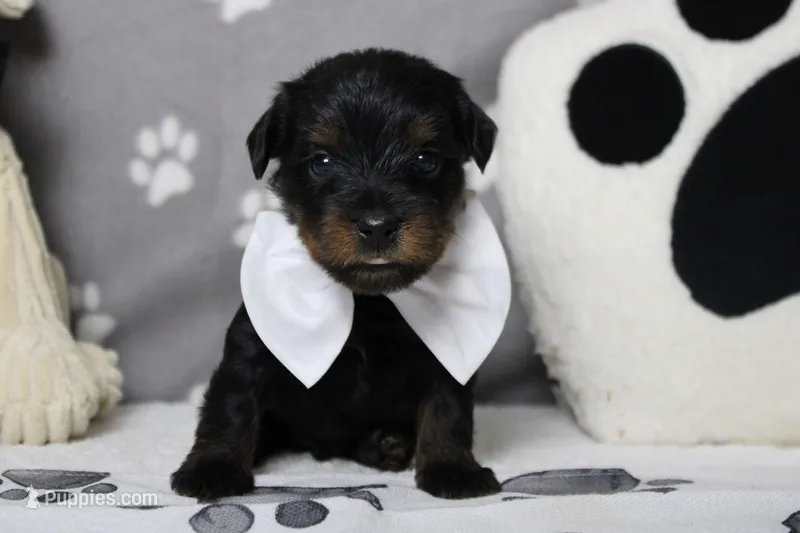 Toughy  – Yorkipoo puppy for sale in Trenton, MO