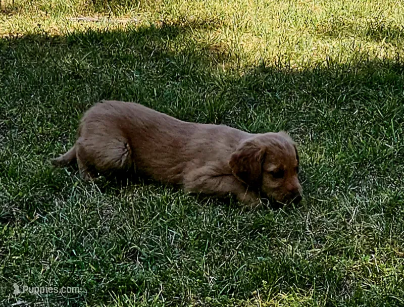 Ariel 2 – Golden Retriever puppy for sale in Tujunga, CA