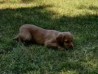 Ariel 2, a female Golden Retriever for sale in Tujunga, CA – 1 of 10