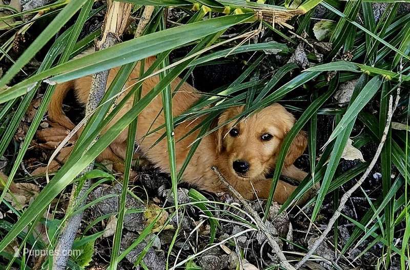 Ariel – Golden Retriever puppy for sale in Tujunga, CA