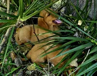 Roman 3, a male Golden Retriever for sale in Tujunga, CA – 4 of 10