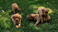 Roman 3, a male Golden Retriever for sale in Tujunga, CA – 6 of 10