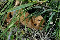 Roman 2, a male Golden Retriever for sale in Tujunga, CA – 2 of 10