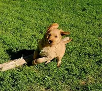 Roman 2, a male Golden Retriever for sale in Tujunga, CA – Photo 9 of 10