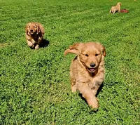 Roman 2, a male Golden Retriever for sale in Tujunga, CA – Photo 6 of 10