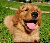 Roman, a male Golden Retriever for sale in Tujunga, CA – Photo 8 of 10