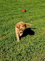 Roman, a male Golden Retriever for sale in Tujunga, CA – Photo 3 of 10