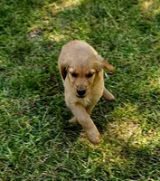 Roman, a male Golden Retriever for sale in Tujunga, CA – 4 of 10