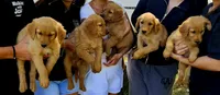 Roman 2, a male Golden Retriever for sale in Tujunga, CA – 3 of 10