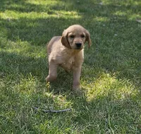 Roman 2, a male Golden Retriever for sale in Tujunga, CA – 5 of 10