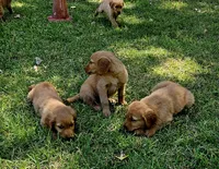 Ariel 2, a female Golden Retriever for sale in Tujunga, CA – 6 of 10