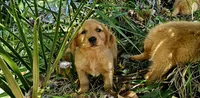 Ariel, a female Golden Retriever for sale in Tujunga, CA – 6 of 10